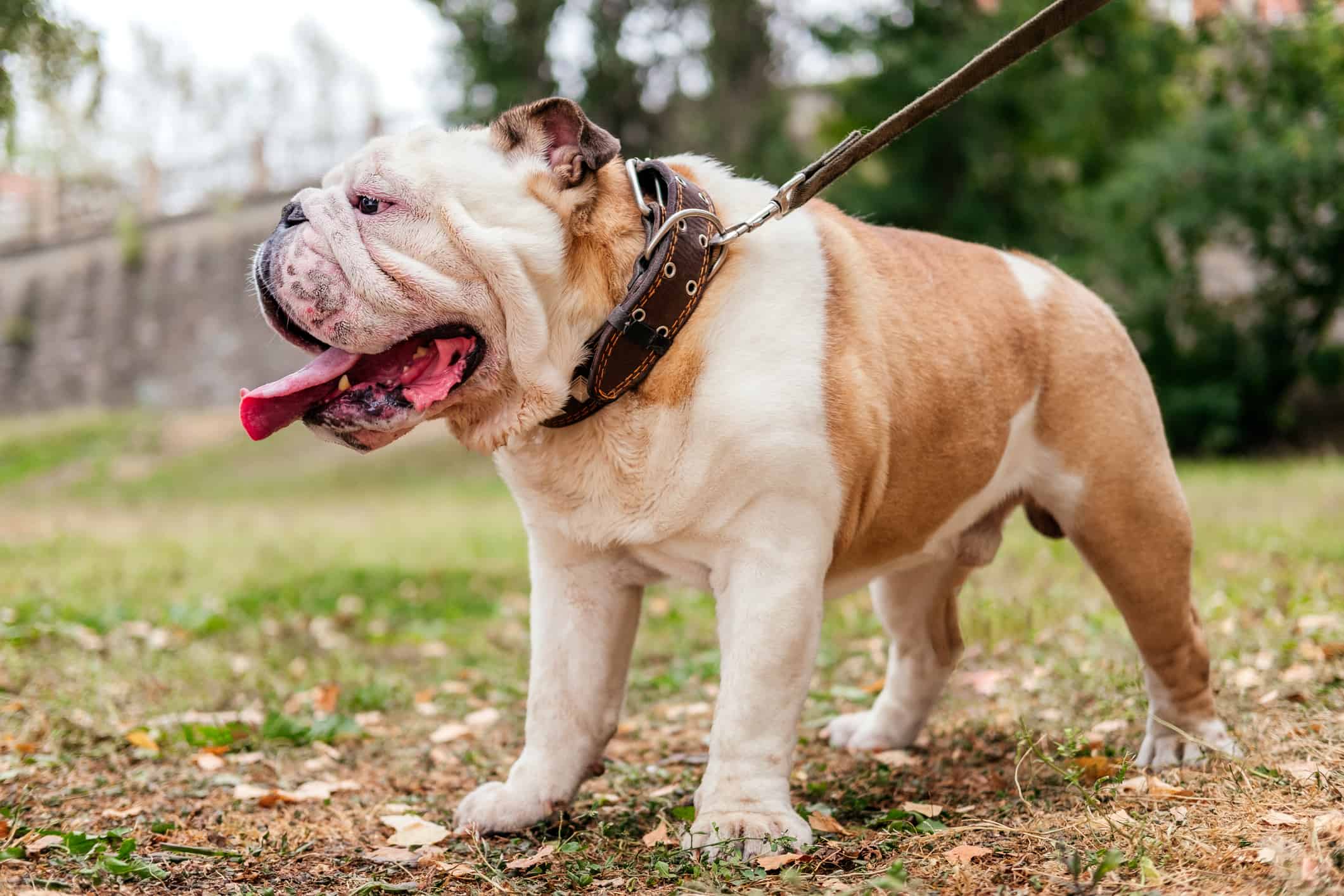 Are Bulldogs Good With Kids?