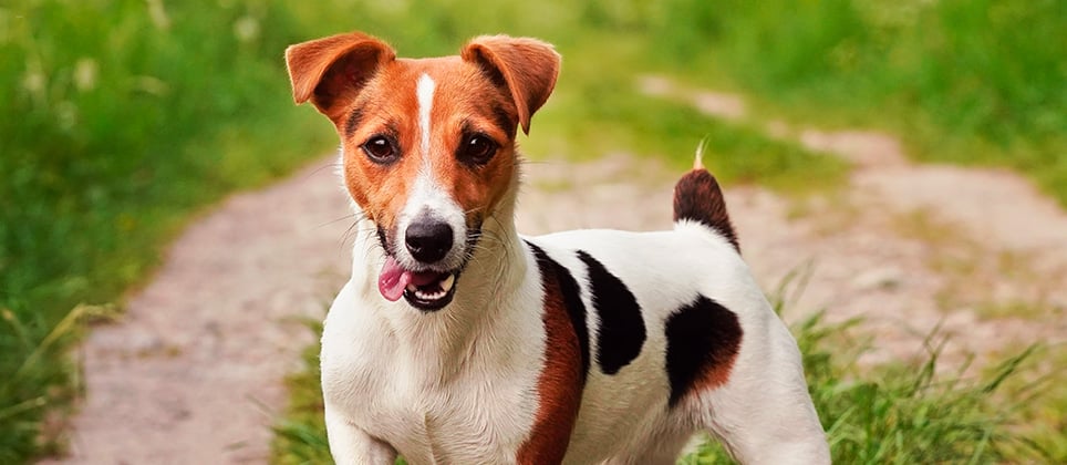 Russell Terrier Breeds