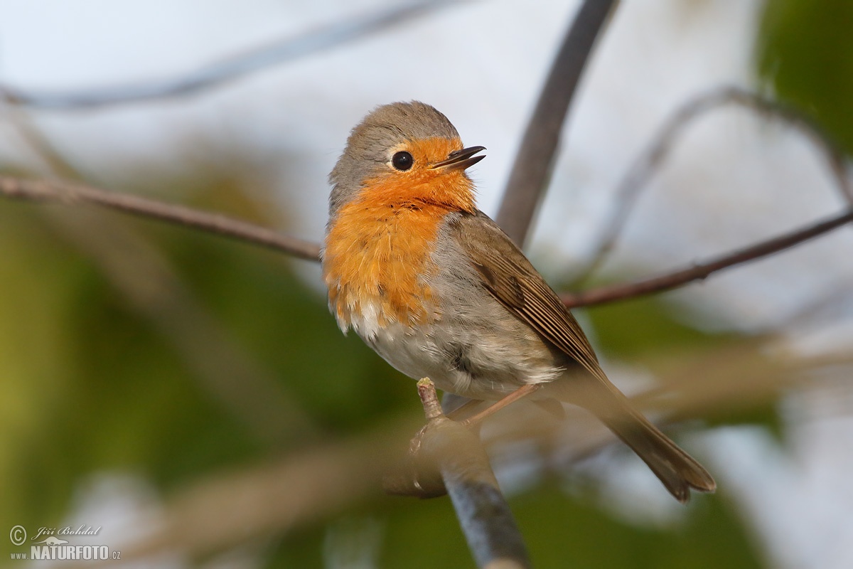 Robin Photos, Robin Images, Nature Wildlife Pictures| NaturePhoto