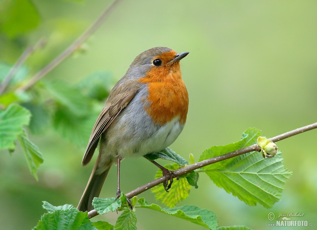 Robin Photos, Robin Images, Nature Wildlife Pictures| NaturePhoto