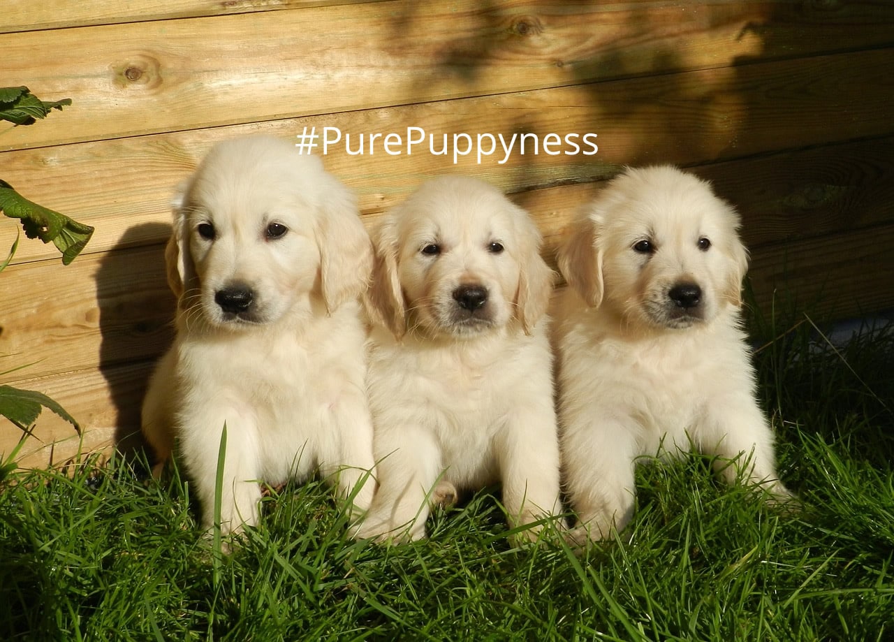 What Does It Mean For A Dog To Be Purebred? | NewDoggy.com