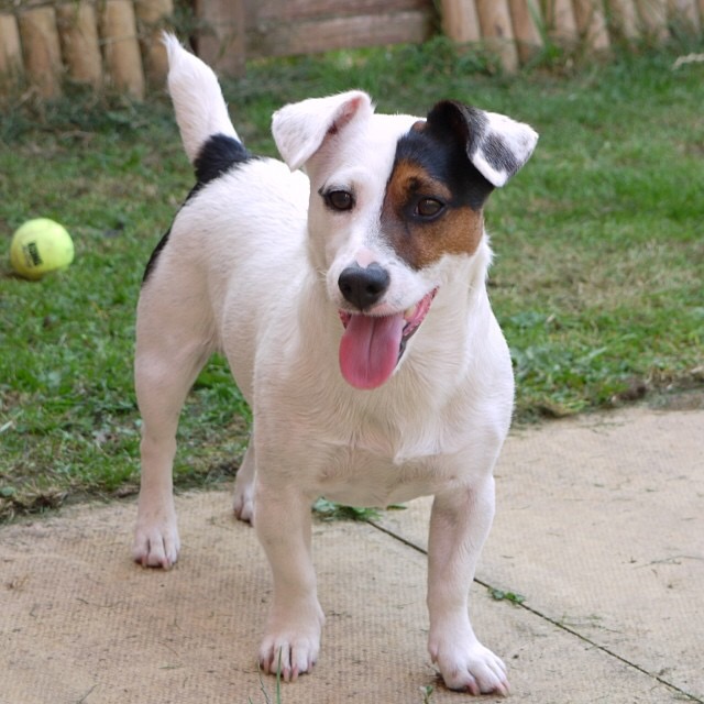 Jack Russell Terrier | Dogs | Breed Information | Omlet