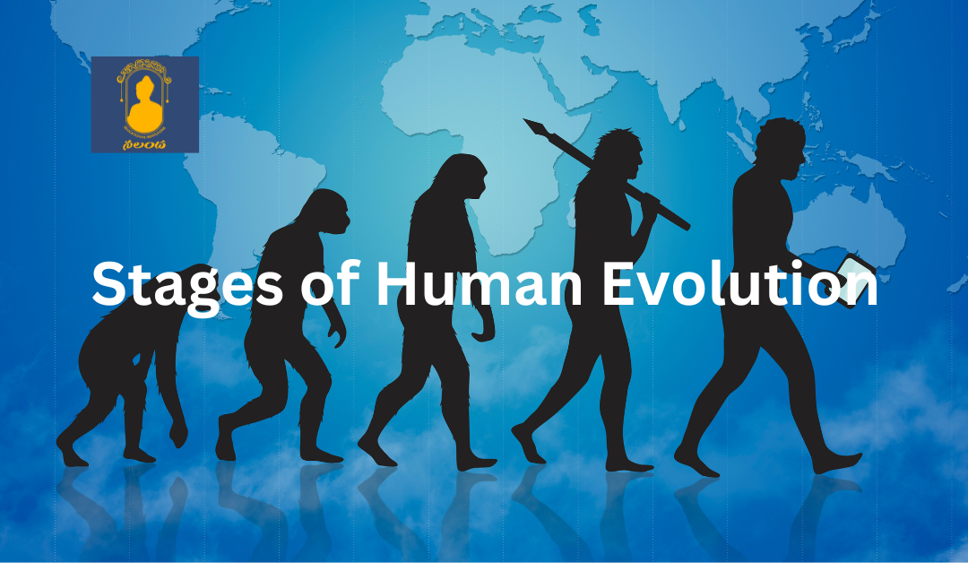 What are the Stages of Human Evolution? - Nalanda Educational Institutions