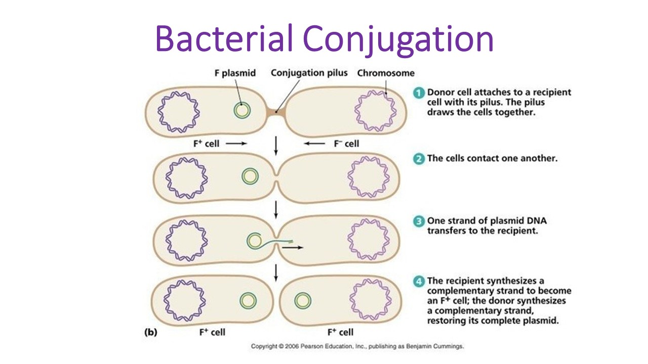 Bacterial Conjugation: Steps And Mechanism Of Transfer Of Plasmid From Donor To Recipient Cell ...