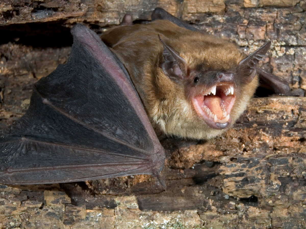 How To Control Common House Pests » The Money Pit