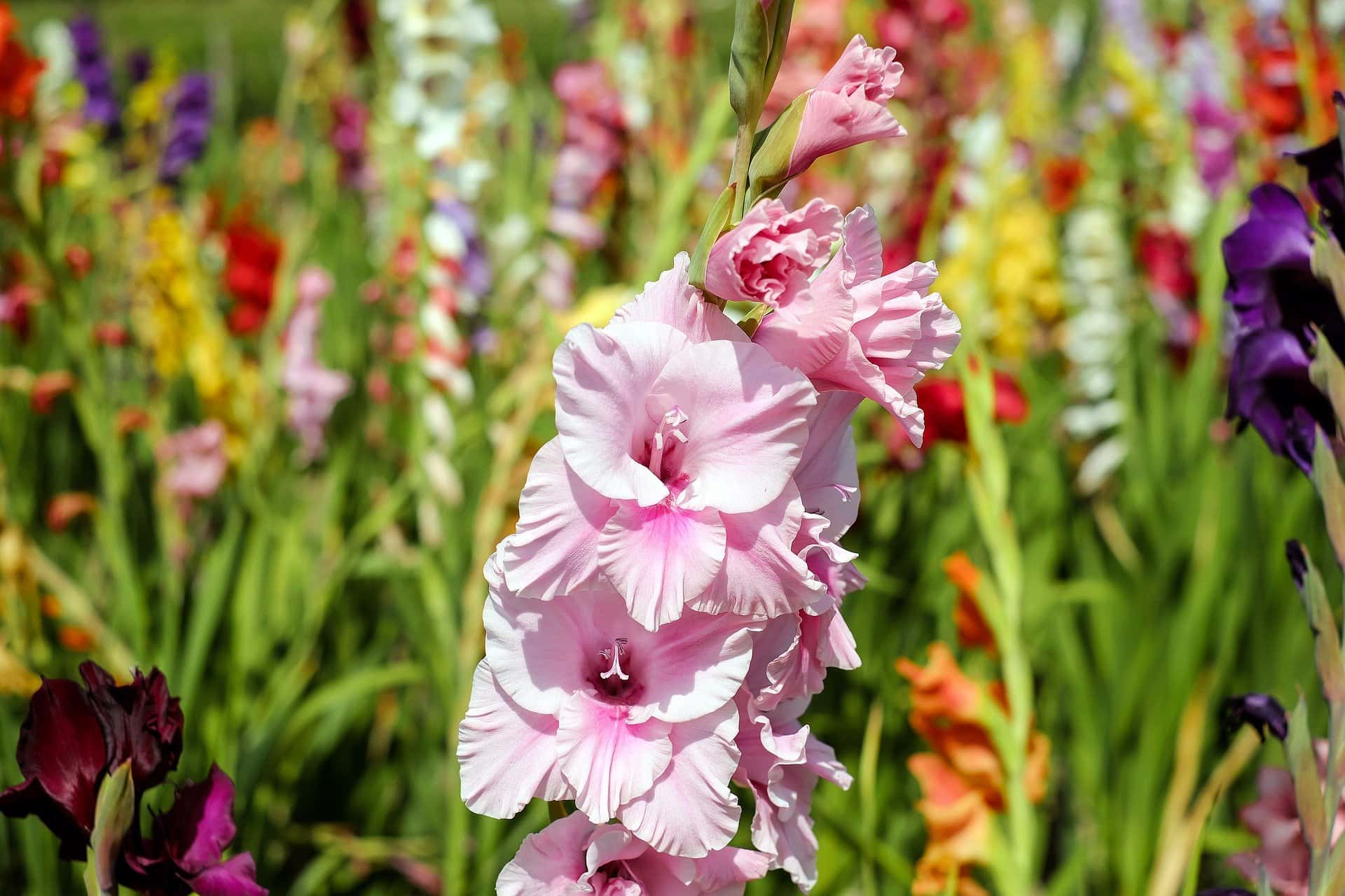 Discover The Deep Meanings Of The Gladiolus Flower - Petal Republic