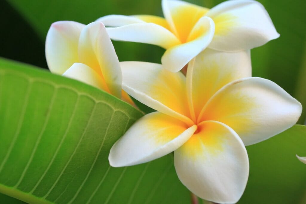30 Amazing Types Of Exotic Flowers - Petal Republic