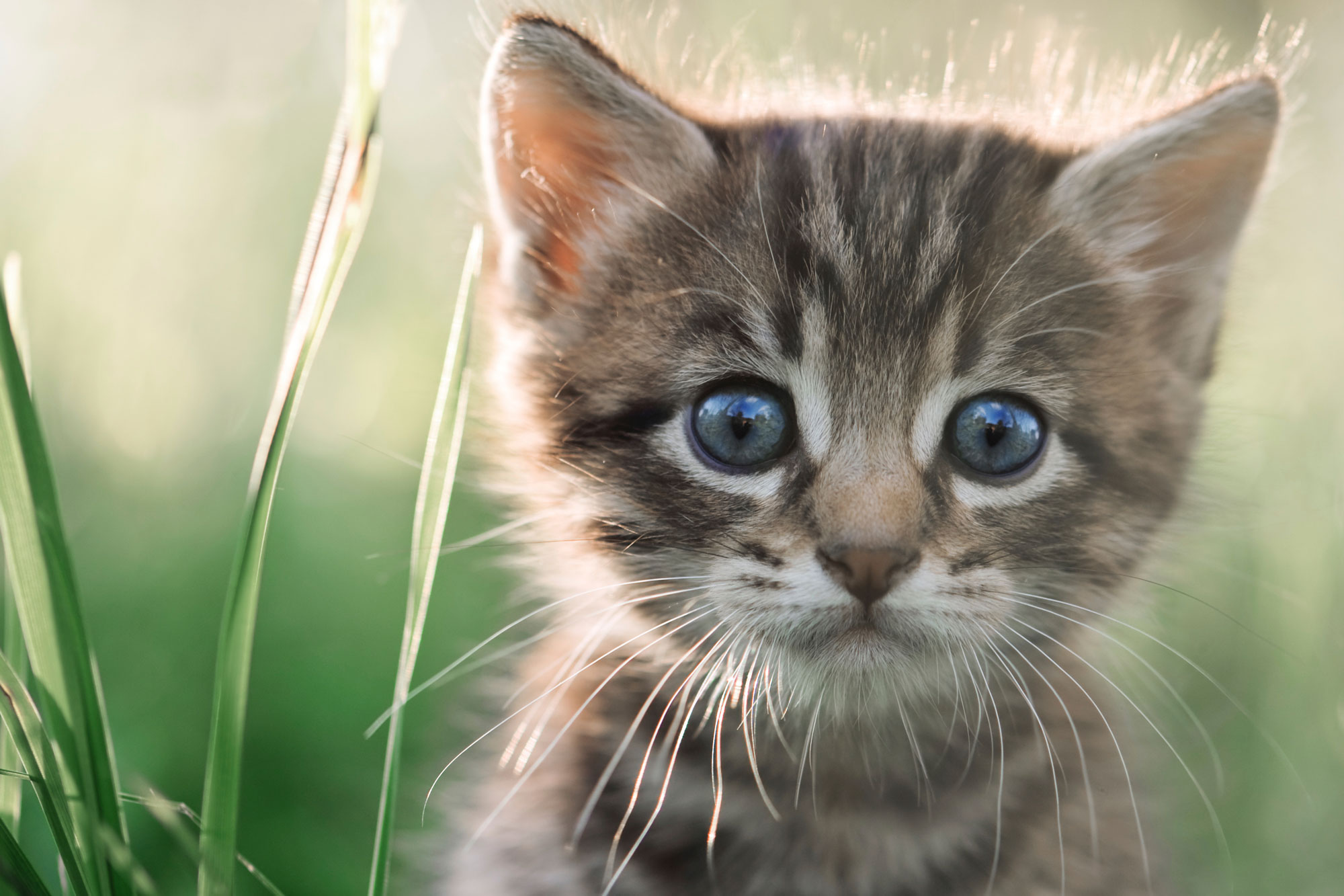 7 Super-Cute Kitten Traits You&#39;ll Love | Petbarn