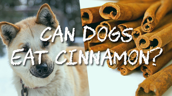Can Dogs Eat Cinnamon?| Pet Consider