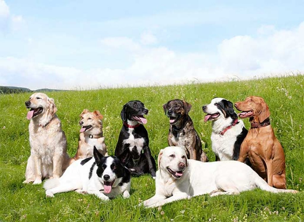 Dog Breed Selector | Choosing the Right Dog for You