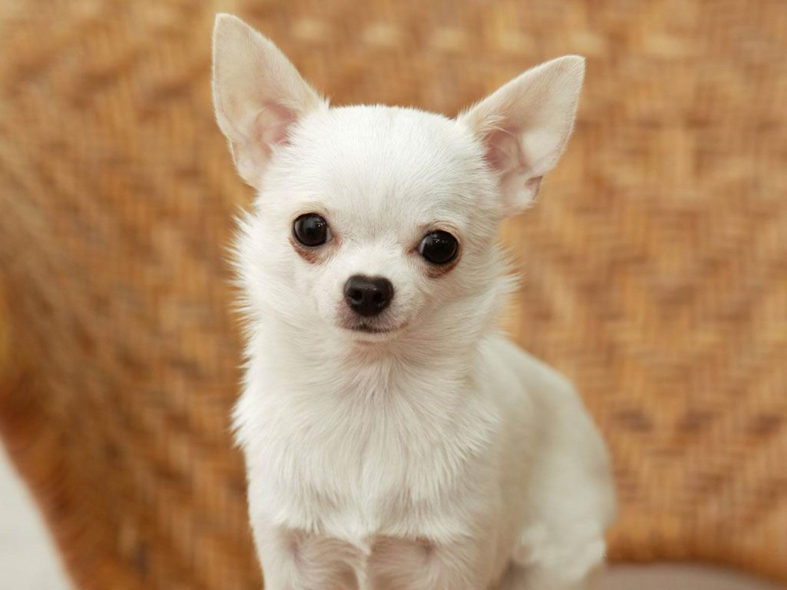 Chihuahua Breed Guide - Learn About The Chihuahua.