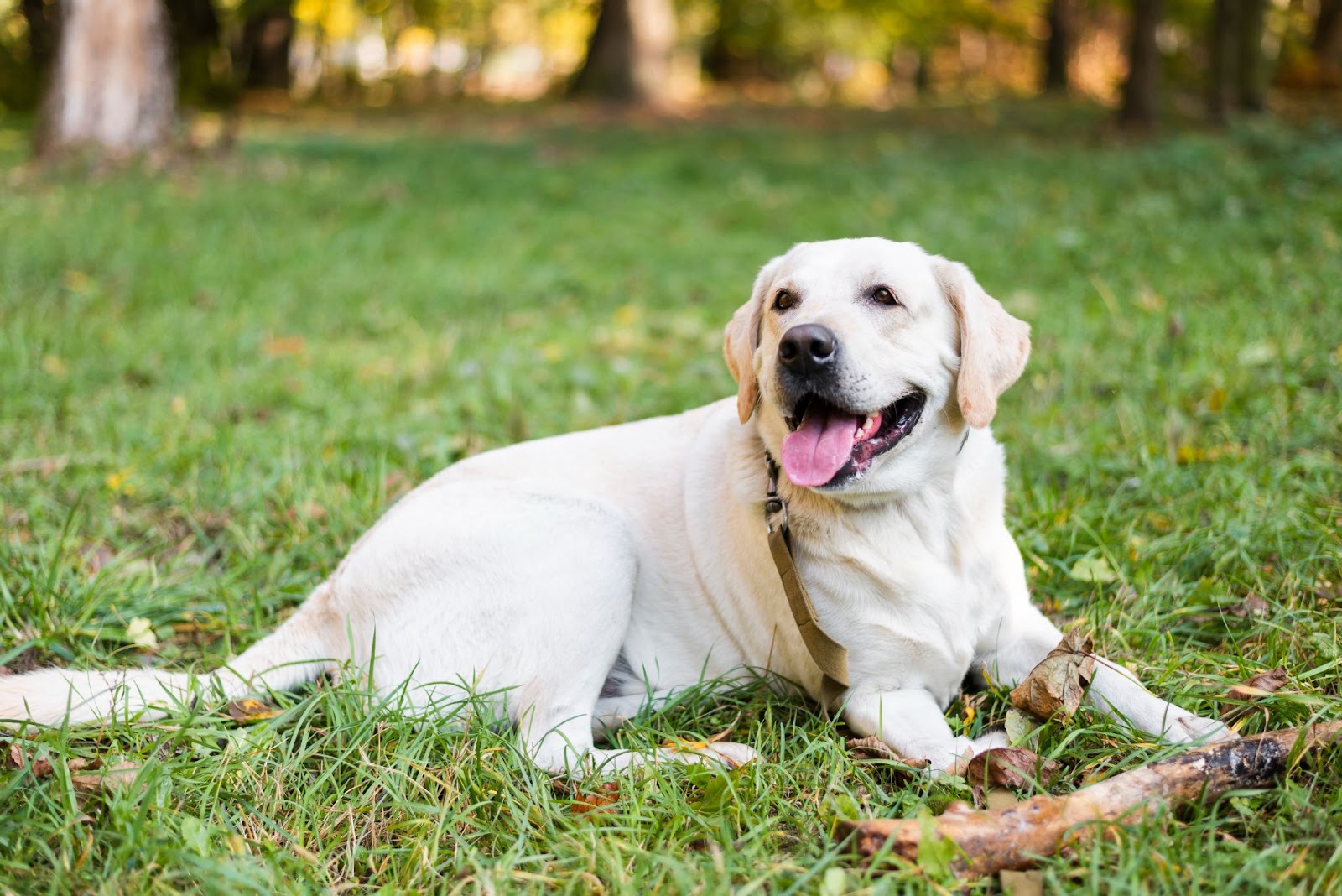 10 Pet Events In The UAE This Weekend Nov 11 - 12 - PETWITHIT