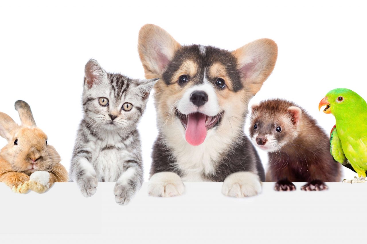 Cutest Pet Photo Contest - PHOENIX Magazine