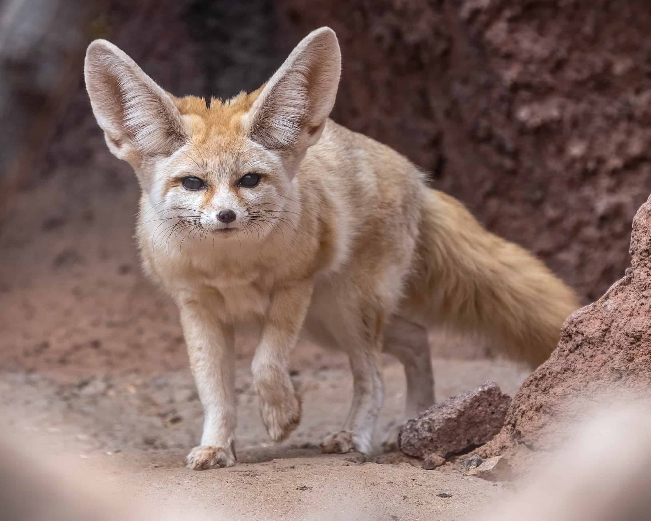 Fennec Fox Habitat