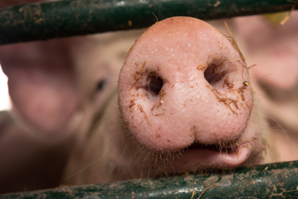 Proposed US Legislation Addresses ‘public Health Risk’ Of Non-ambulatory Pigs