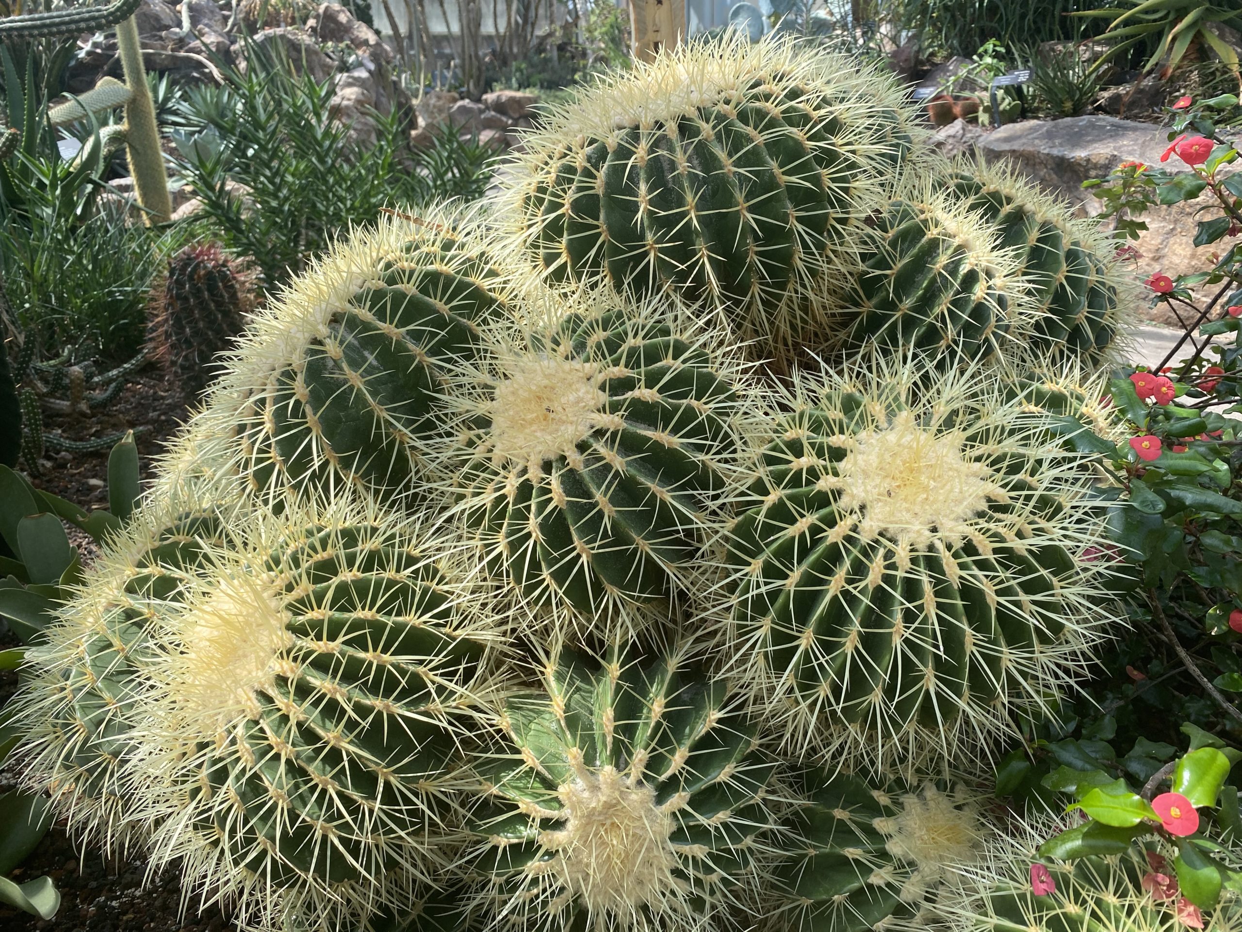 Golden Barrel Cactus Care: The Best Guide From Cacti Experts