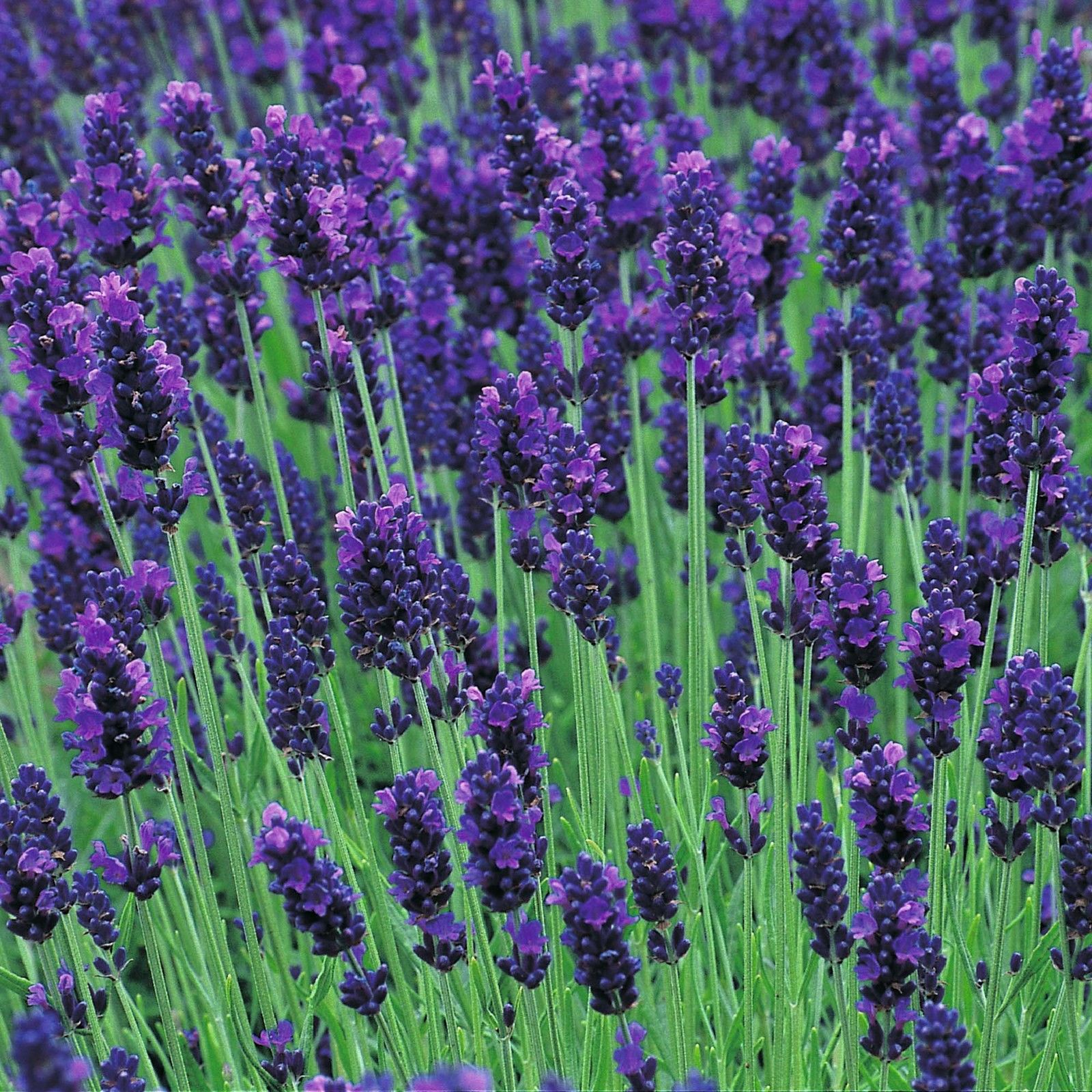 List 92+ Pictures Images Of Lavender Plant Stunning