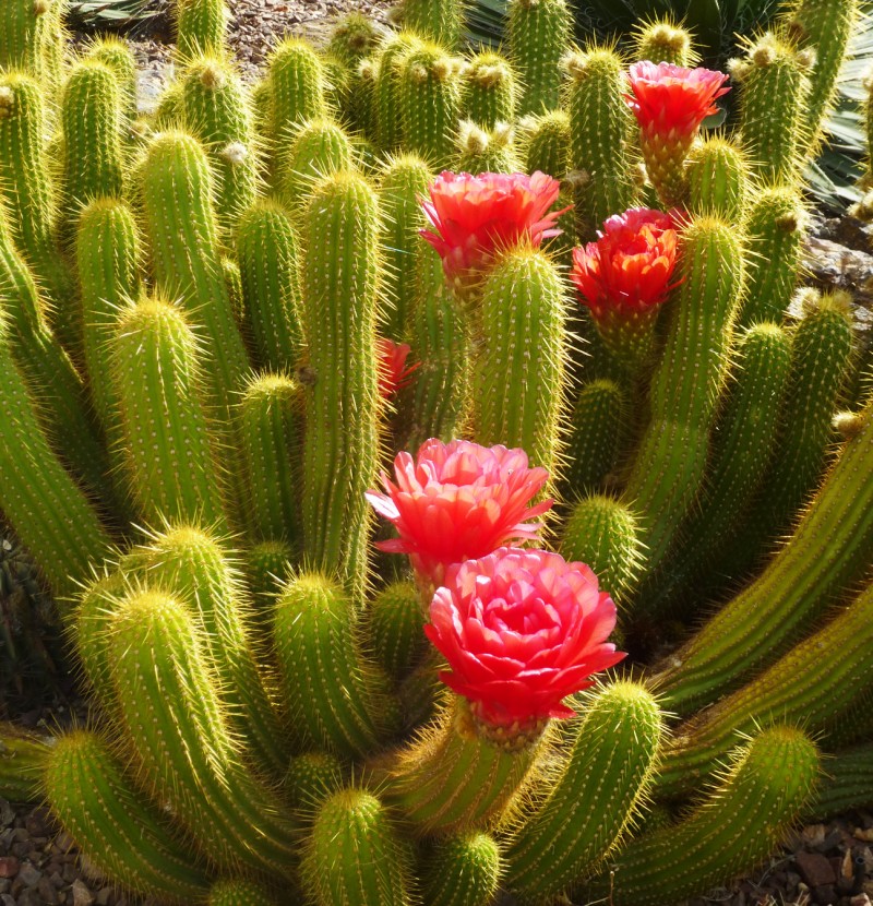 Cactus Amarelo?| Primavera Garden Center