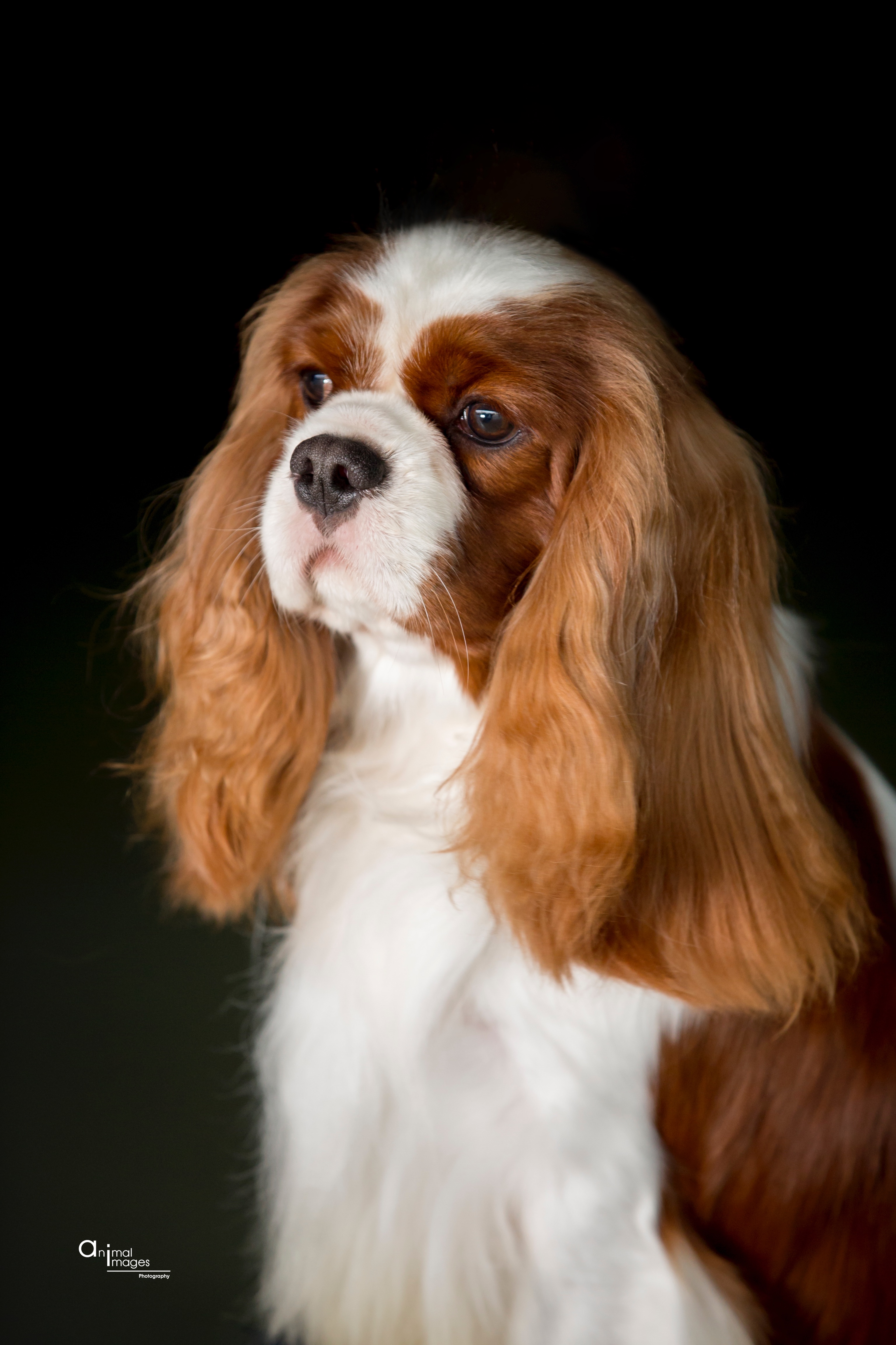 Purebred Puppies :: Purebred Dogs Listings