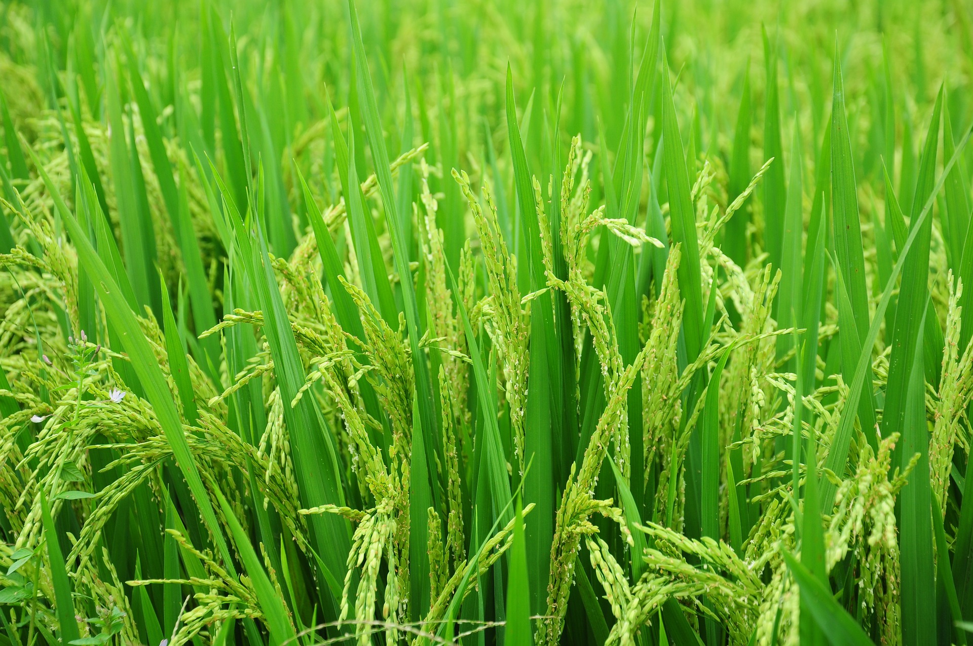 Rice-article-1 - The Queen&#39;s College, Oxford