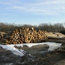 Logs & Lumber | Riephoff Sawmill