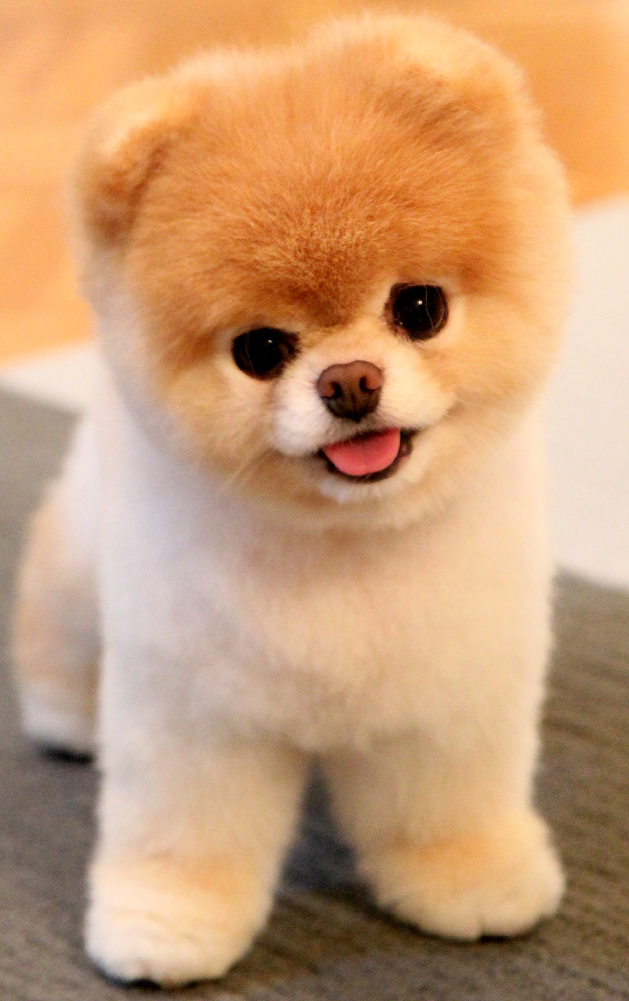 7 Dogs That Look Like Stuffed Animals| Rover Blog