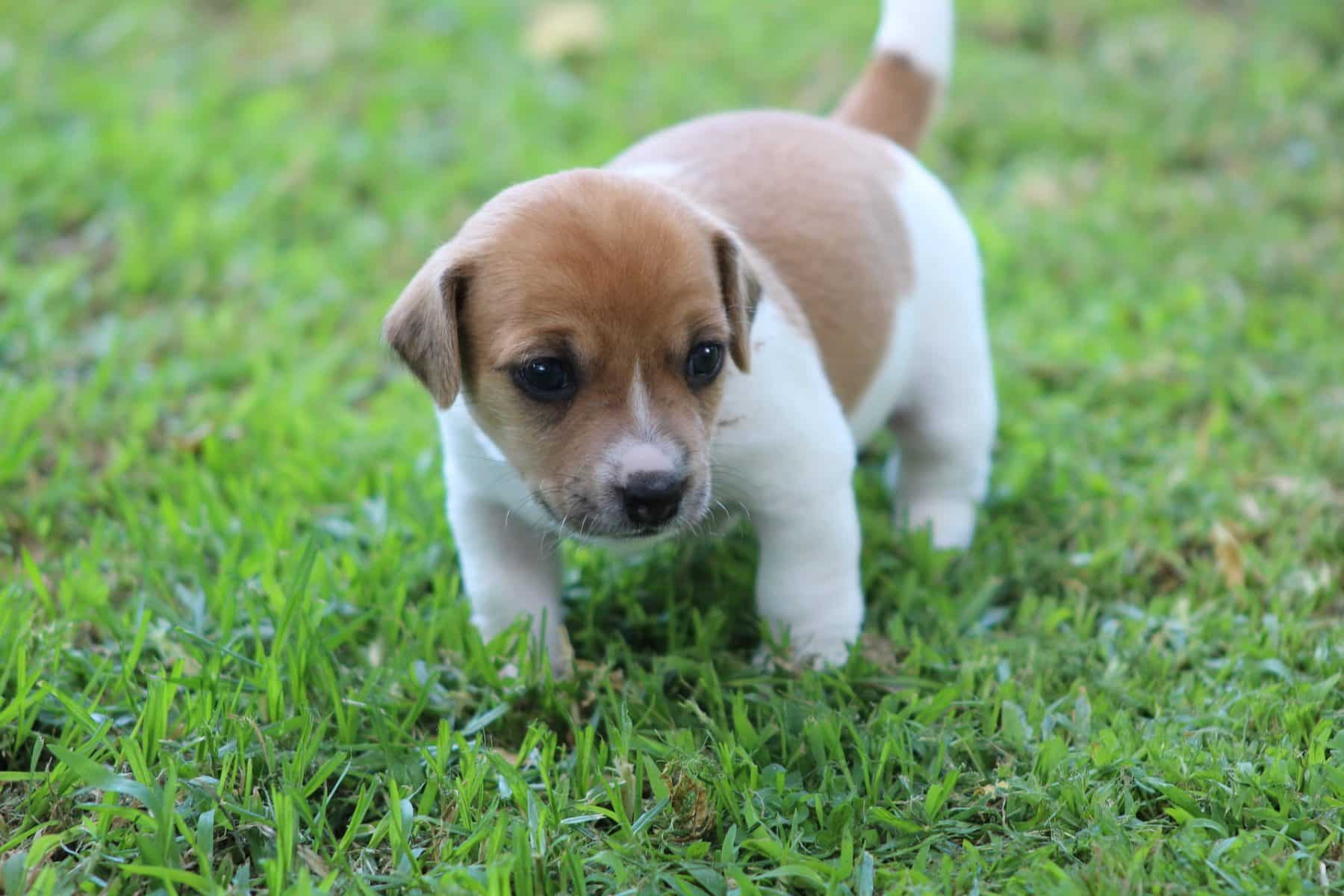 Jack Russell Terrier Puppies Black And White
