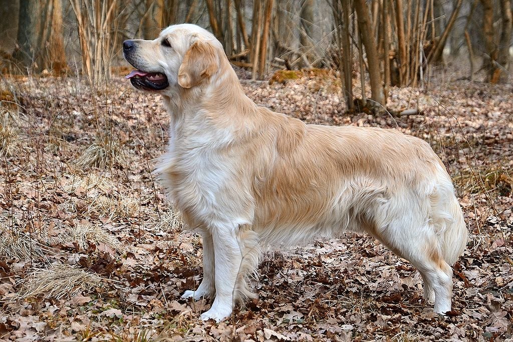 Dog Breeds: Golden Retriever