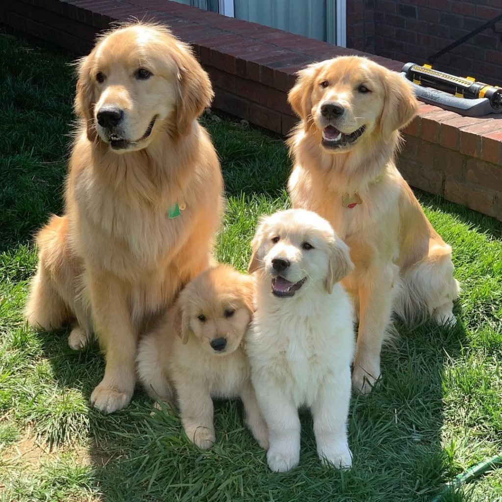 Dog Breeds: Golden Retriever