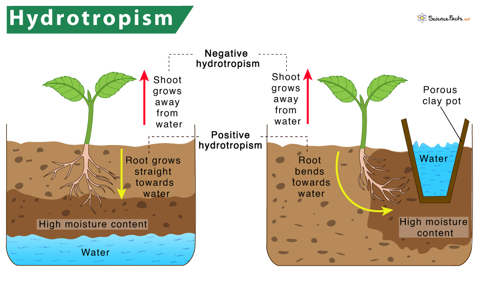 Hydrotropism – Definition, Meaning With Examples & Diagram