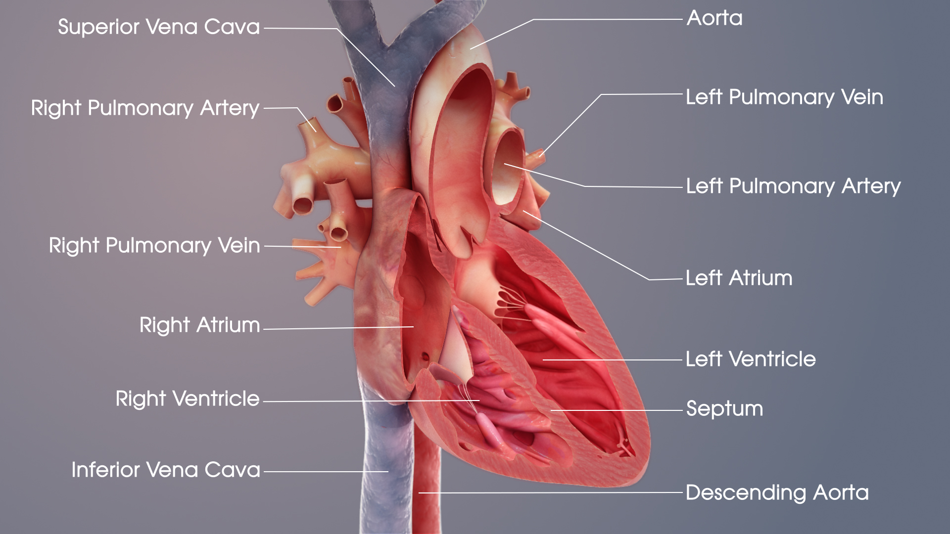 Heart External Anatomy Worksheet