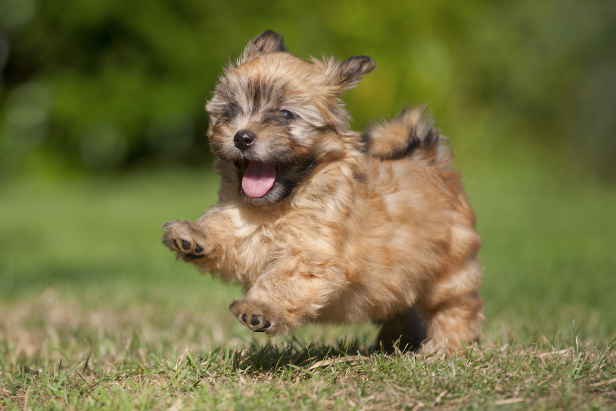 20 Popular & Cute Small Dog Breeds – SheKnows