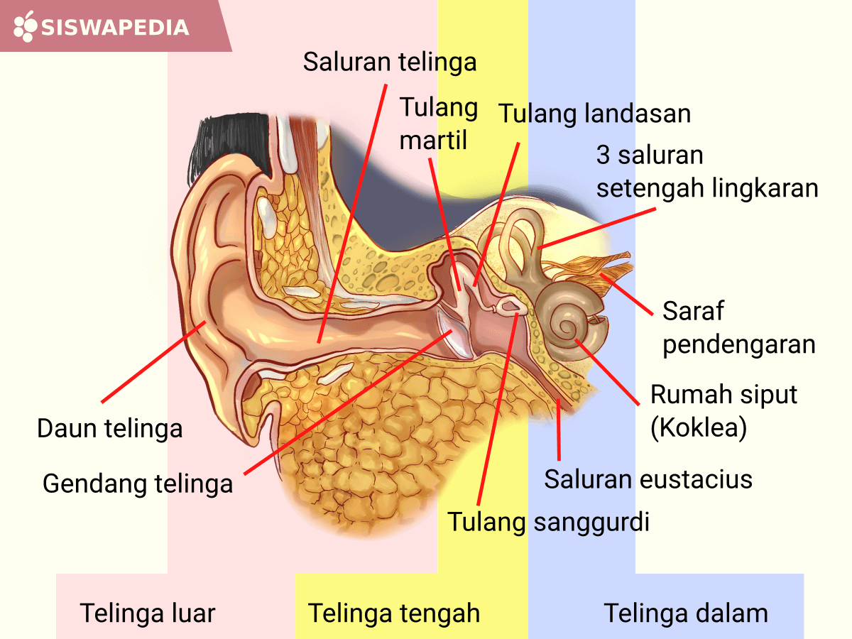 Bagian-Bagian Telinga| Siswapedia