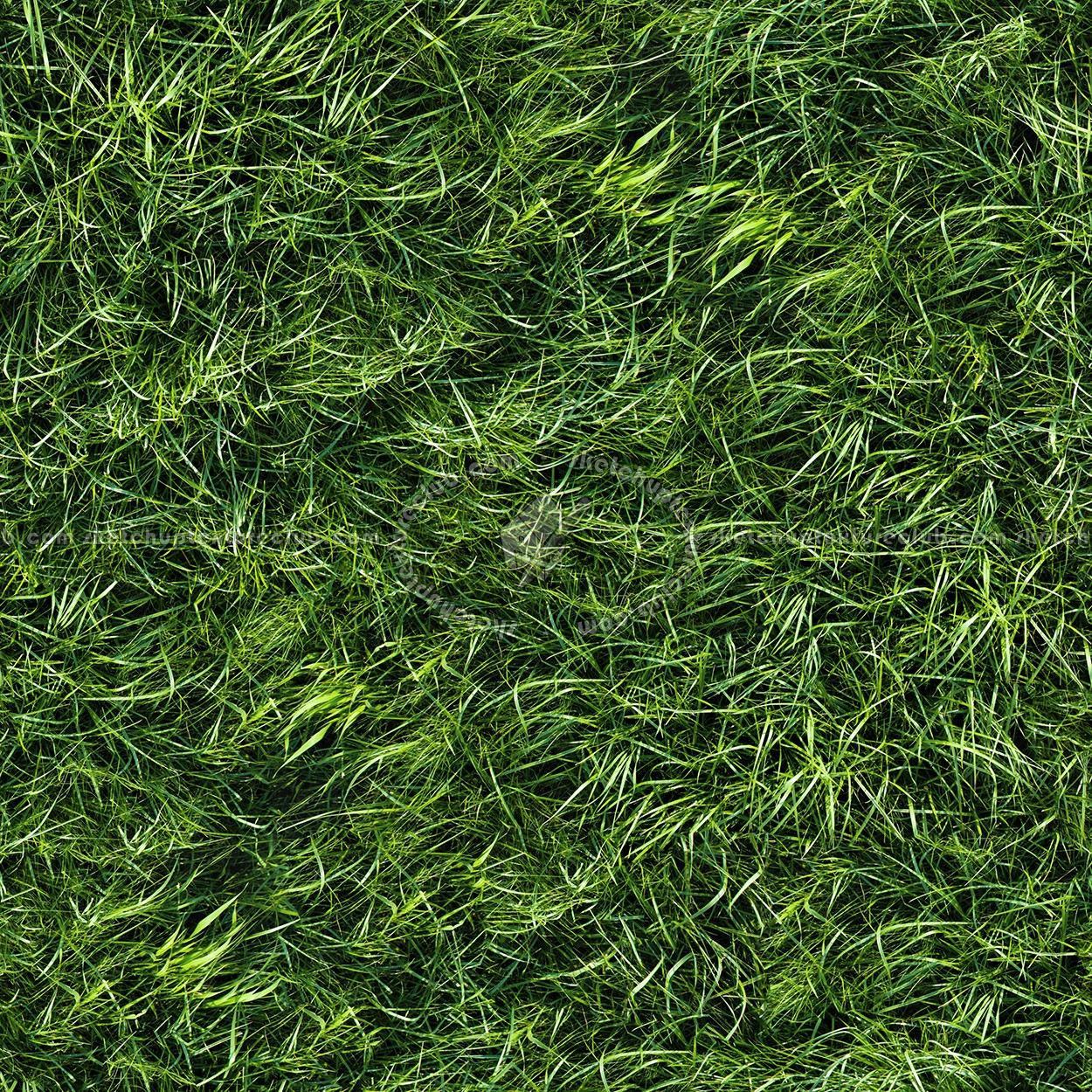 Bush Texture Seamless