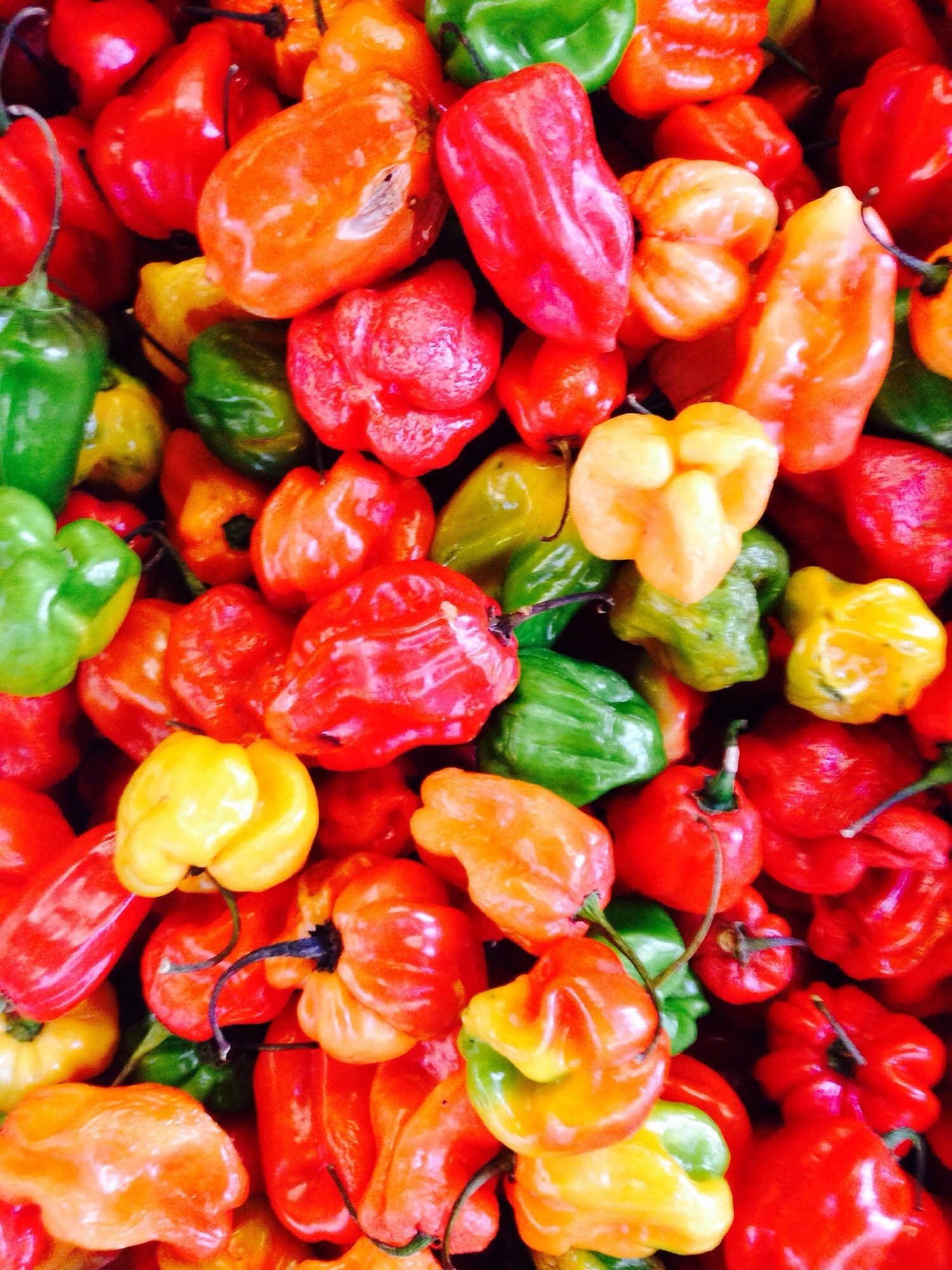 How To Handle Habaneros - Painlessly