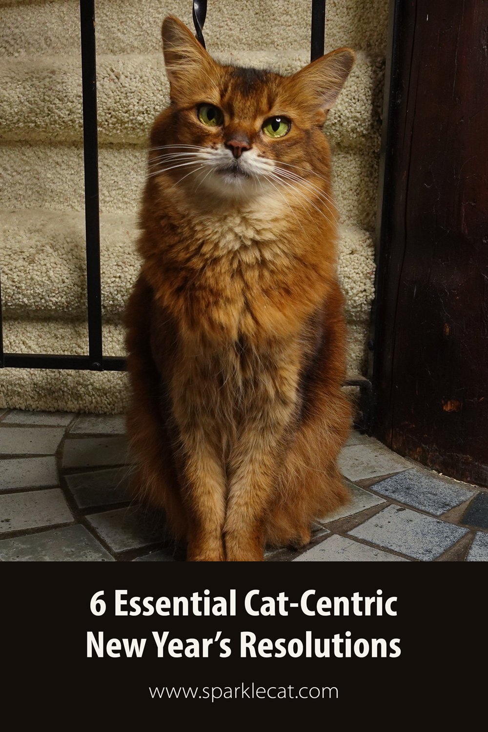 Six Essential Cat-Centric New Year’s Resolutions For You! - Summer’s Fabulous Cat Life