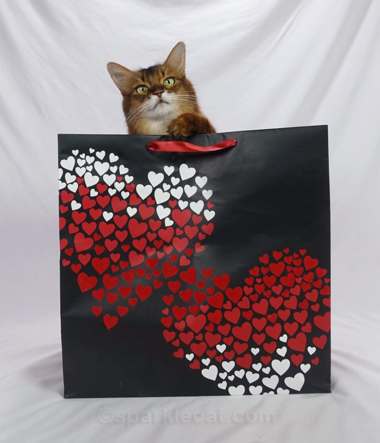 Shop Archives - Summer’s Fabulous Cat Life