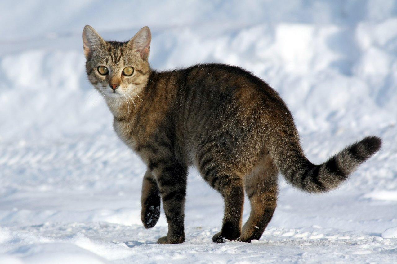 Cat - A Message from one of our Spirit Animals