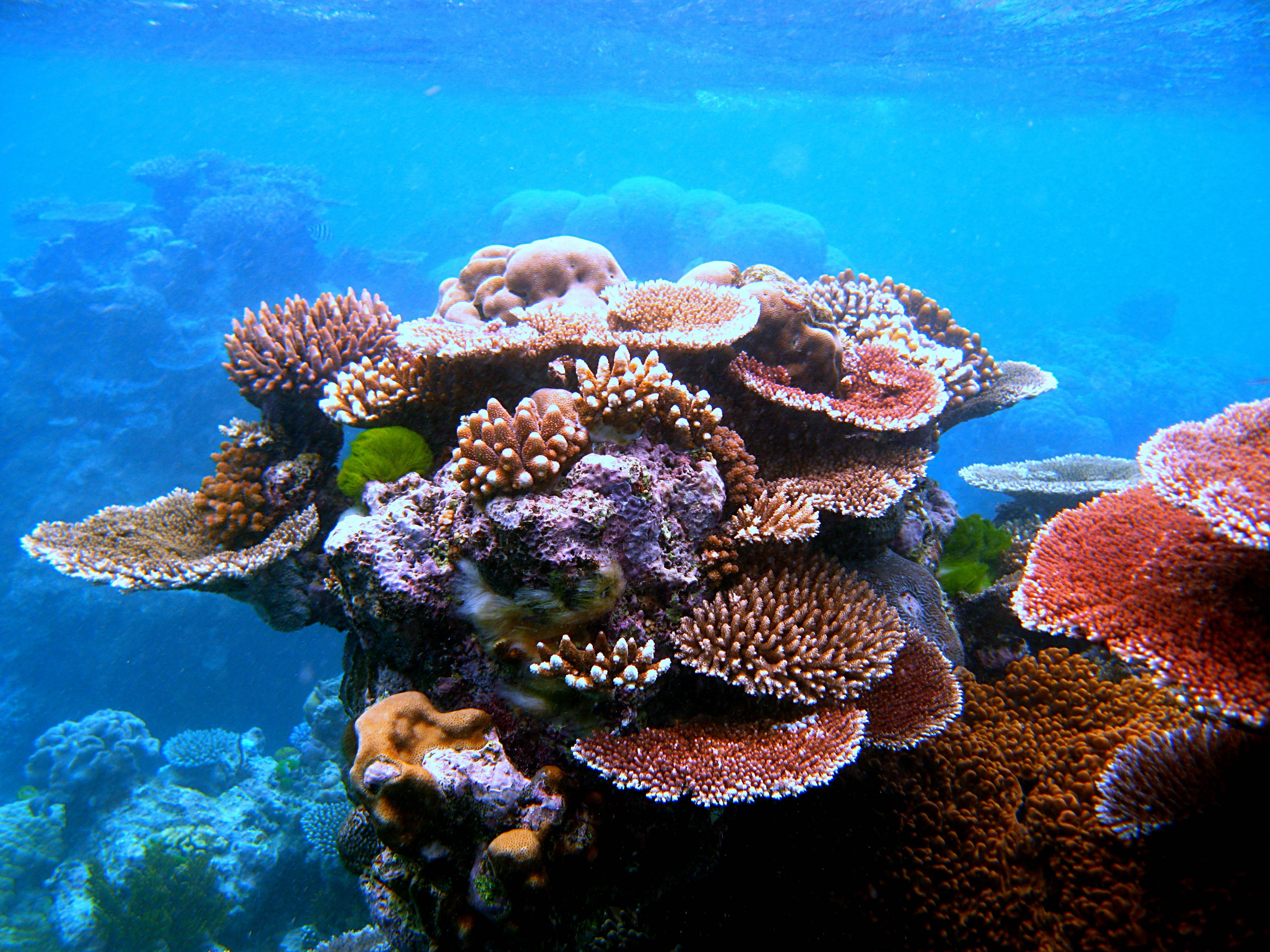 Coral Symbolism; A Message - Spirit Animal Totems
