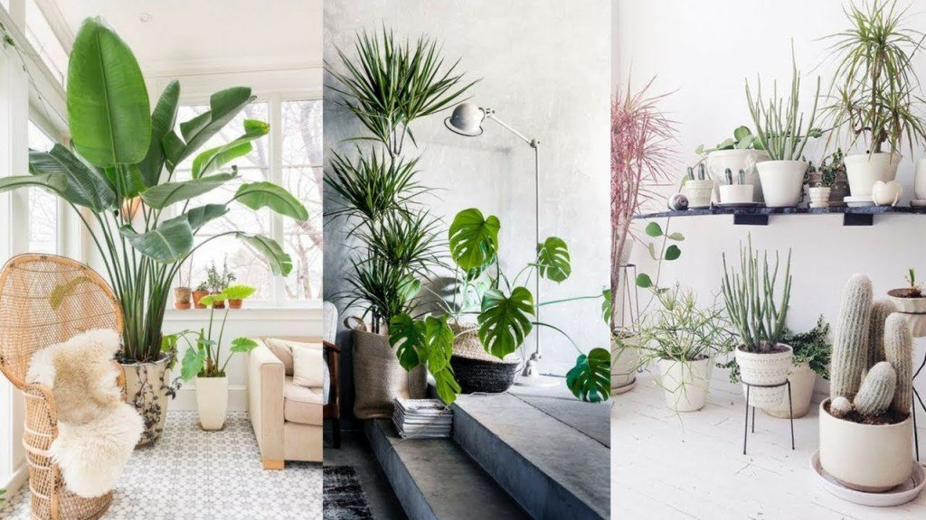 Popular 26+ Plants InLiving Room Ideas