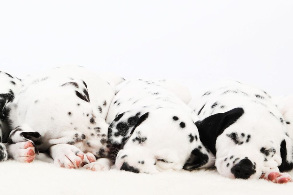 What Are The 101 Dalmatians Names? - That Disney Fam