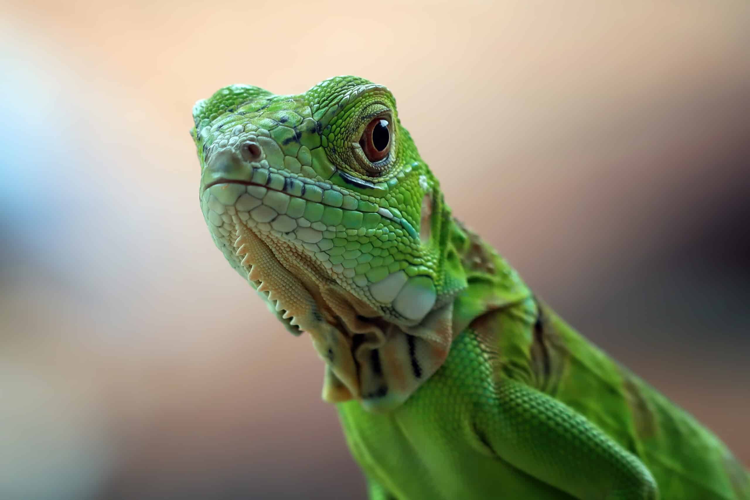 11 Best Reptile Pets For Kids| The Inspiration Edit