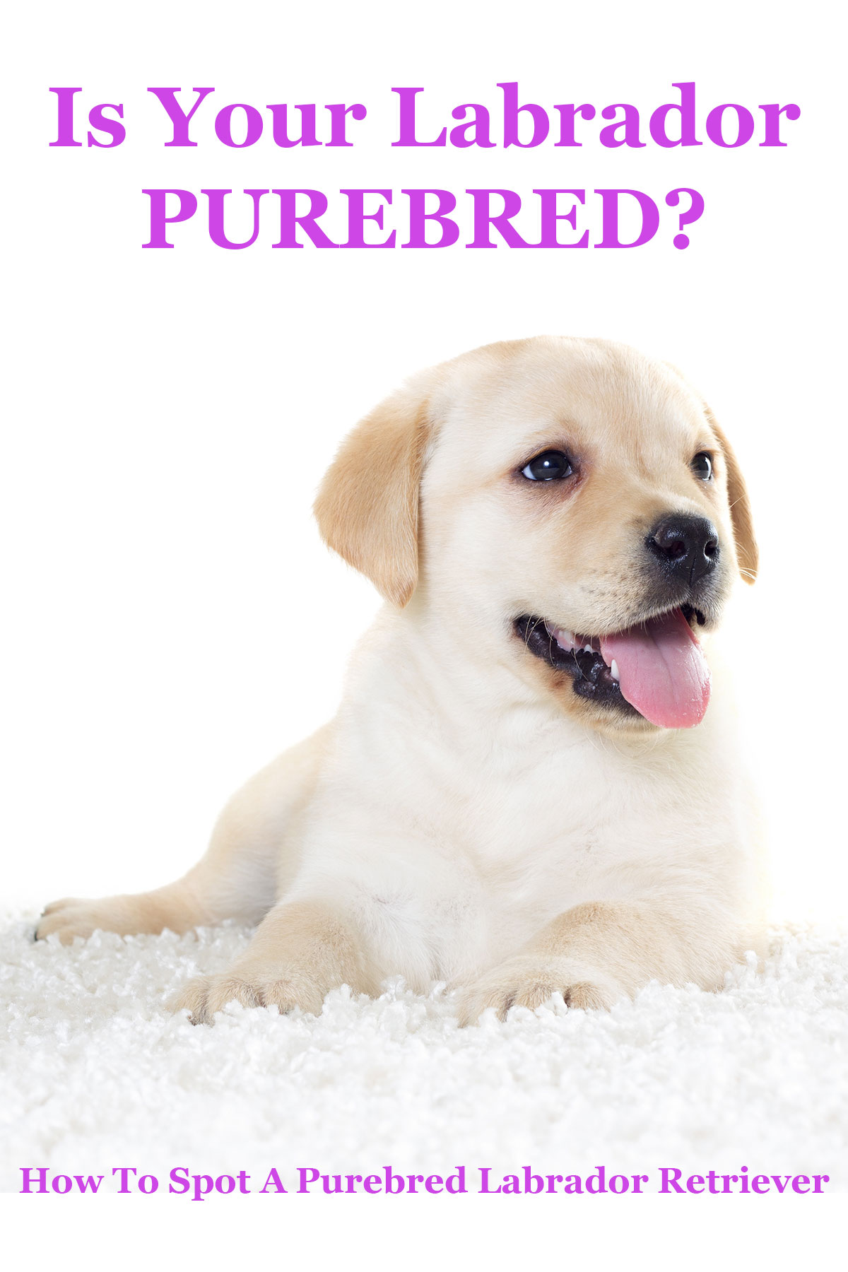 Is My Dog Purebred? - The Labrador Site