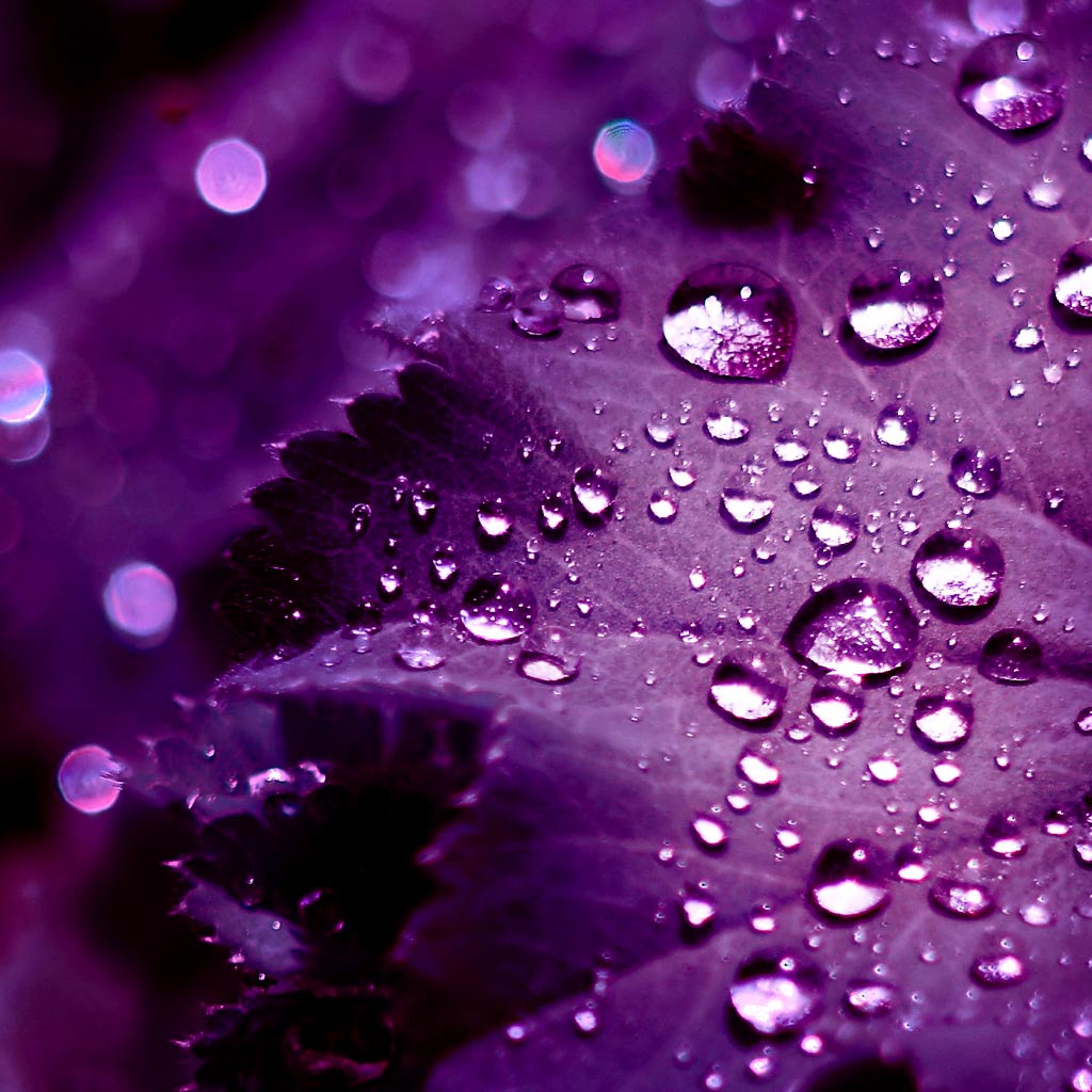 The Meaning Of Purple - The Purple Store&#39;s Purple Blog