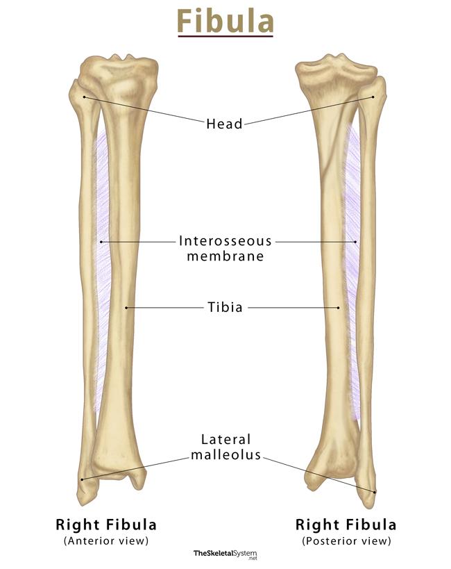 Fibula Diagram