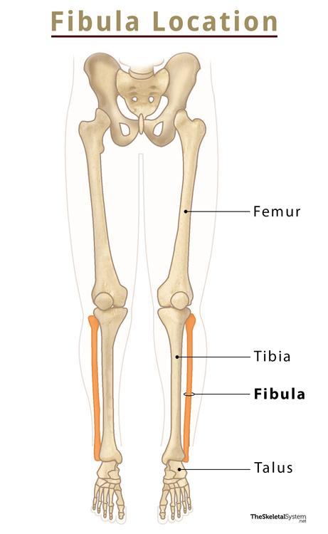Fibula Diagram