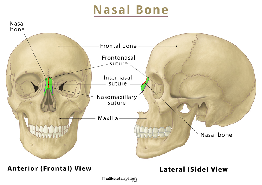 Ethmoid Bone Labeled Nasal Septum