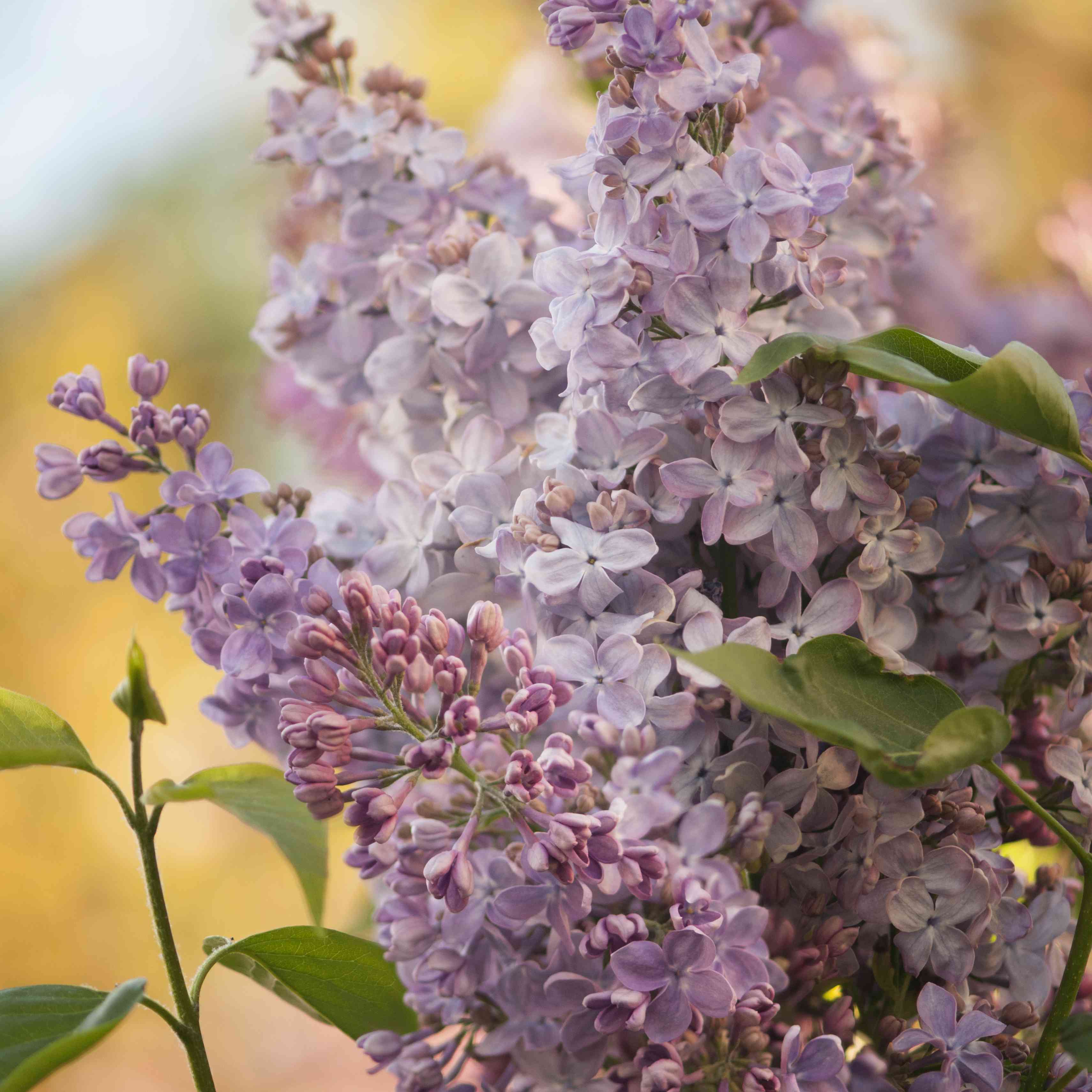 15 Beautiful Lilac Varieties