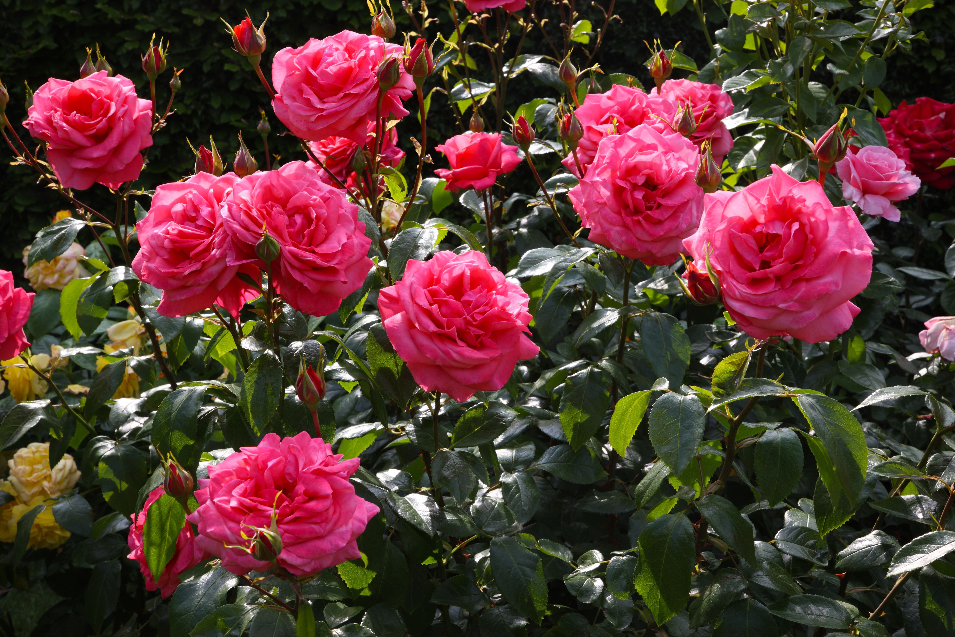 Rose Care Guide: Increase Flower Blooming