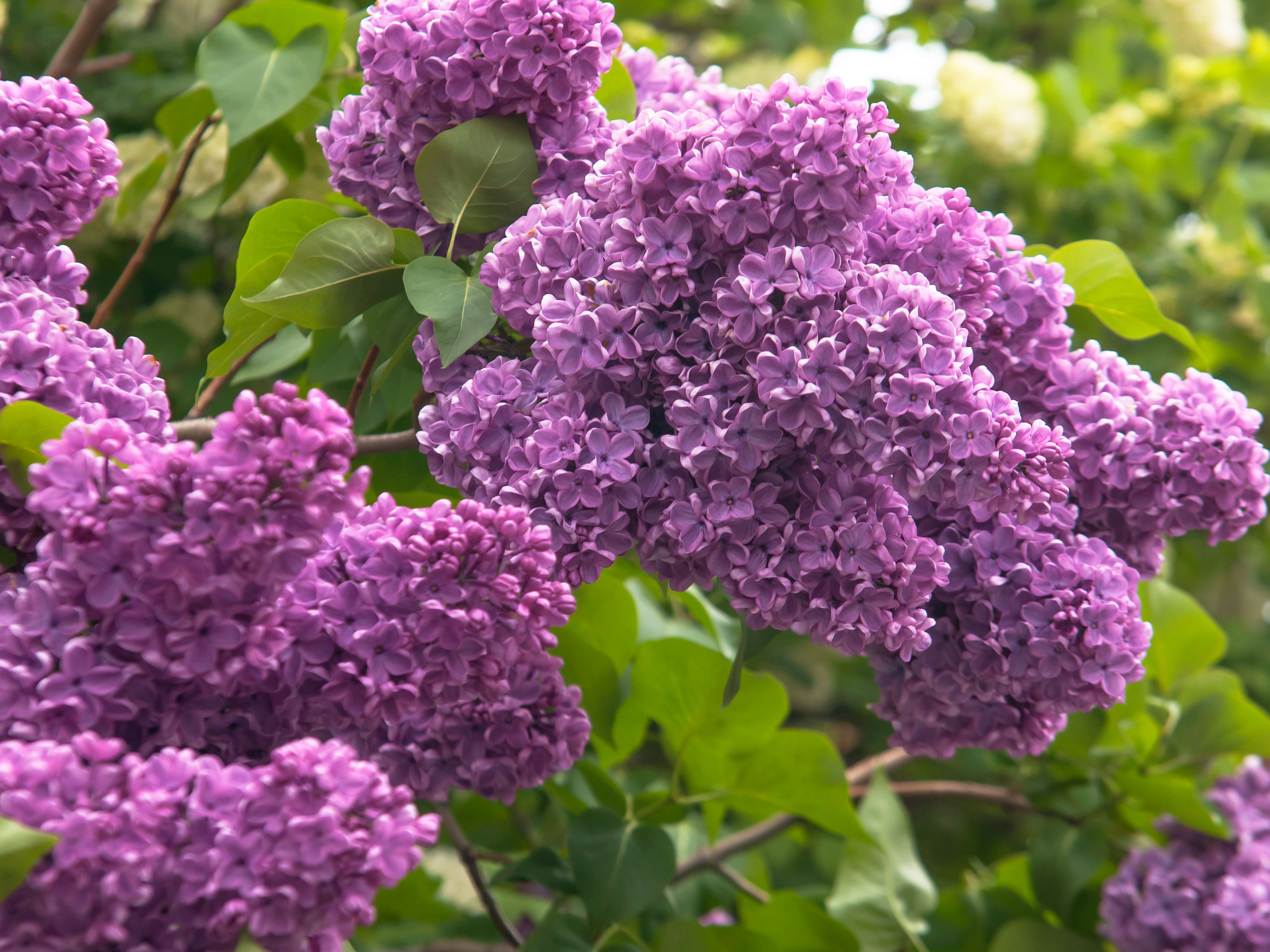 Will Lilacs Grow In South Carolina - Vitex Species Chaste Tree Chasteberry Lilac Chaste Tree...